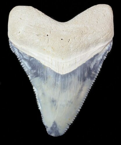Serrated,  Bone Valley Megalodon Tooth #46452